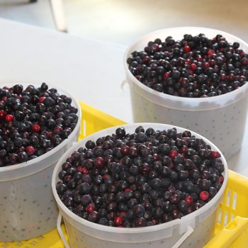 Saskatoons